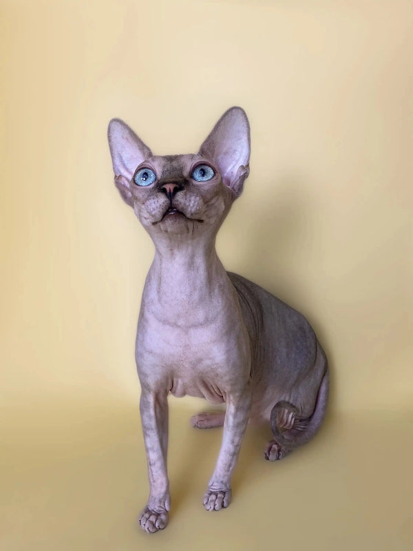Monty the Sphynx kitten, an active boy with big ears and striking blue eyes