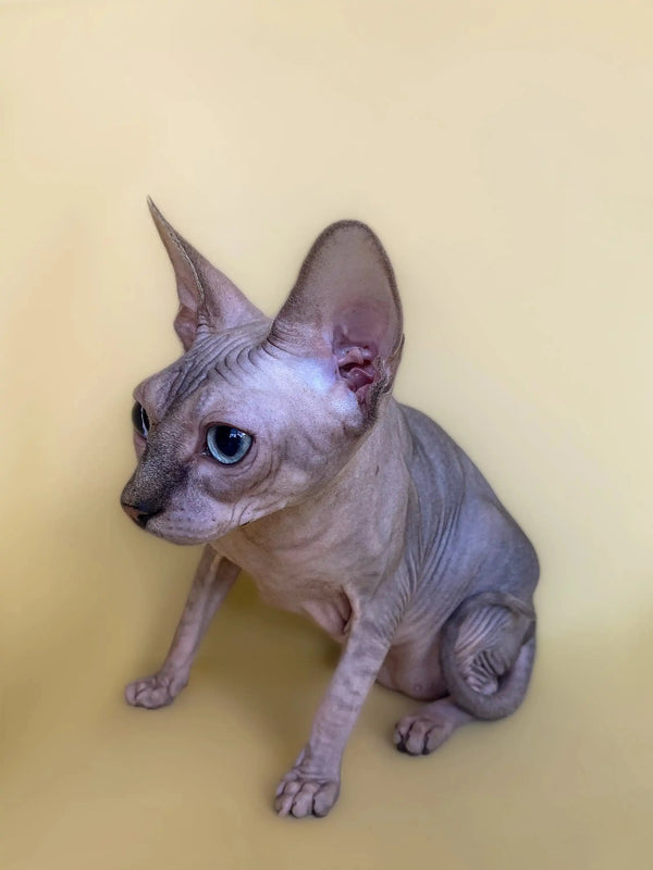 Cute Hairless Sphynx Kitten Monty, an active boy with big ears and wrinkled skin