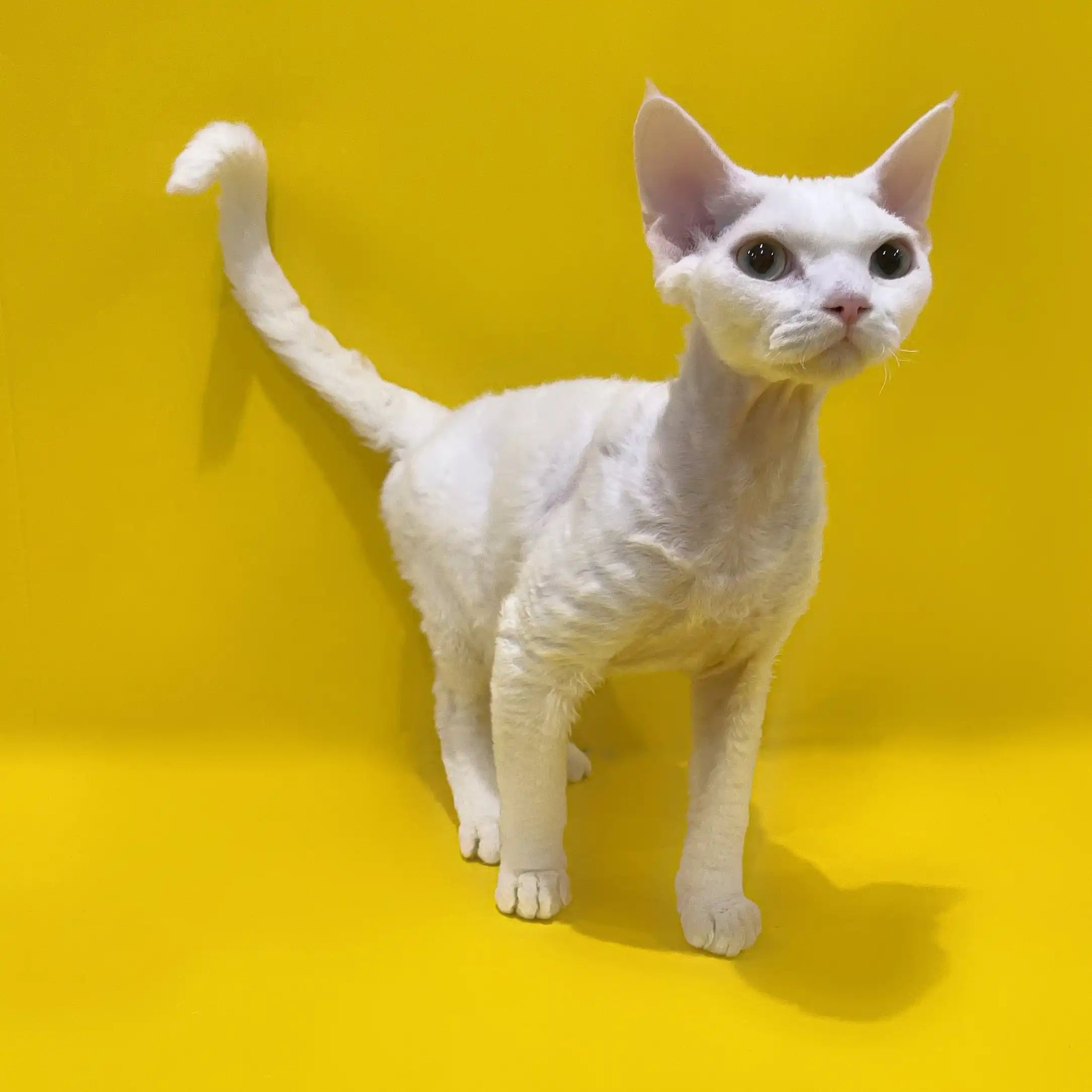 Devon Rex Kittens & Cats For Sale Monya | Kitten