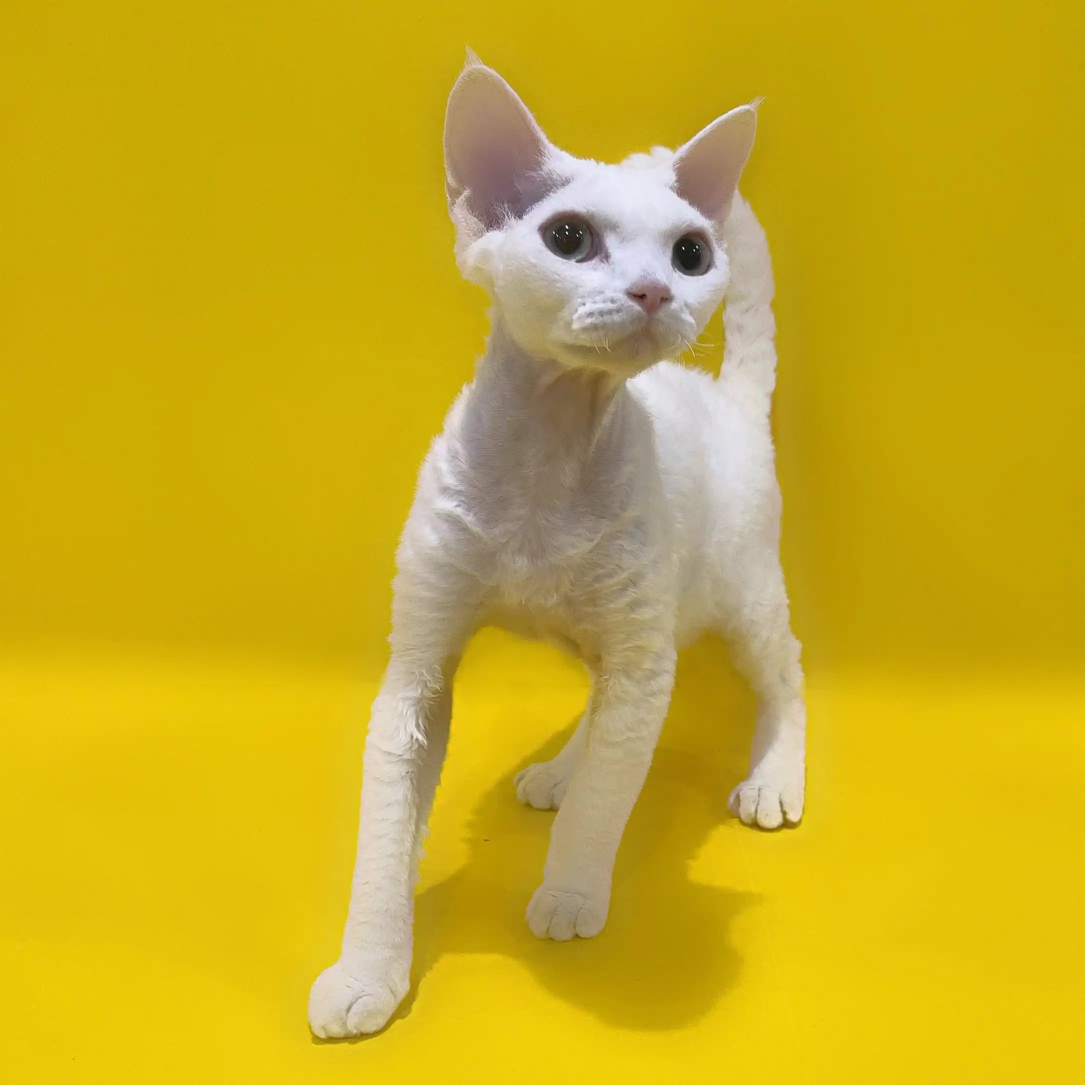 Devon Rex Kittens & Cats For Sale Monya | Kitten