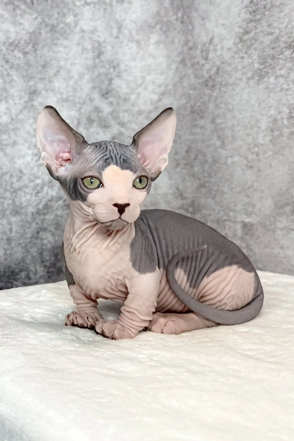 Mook | bambino kitten