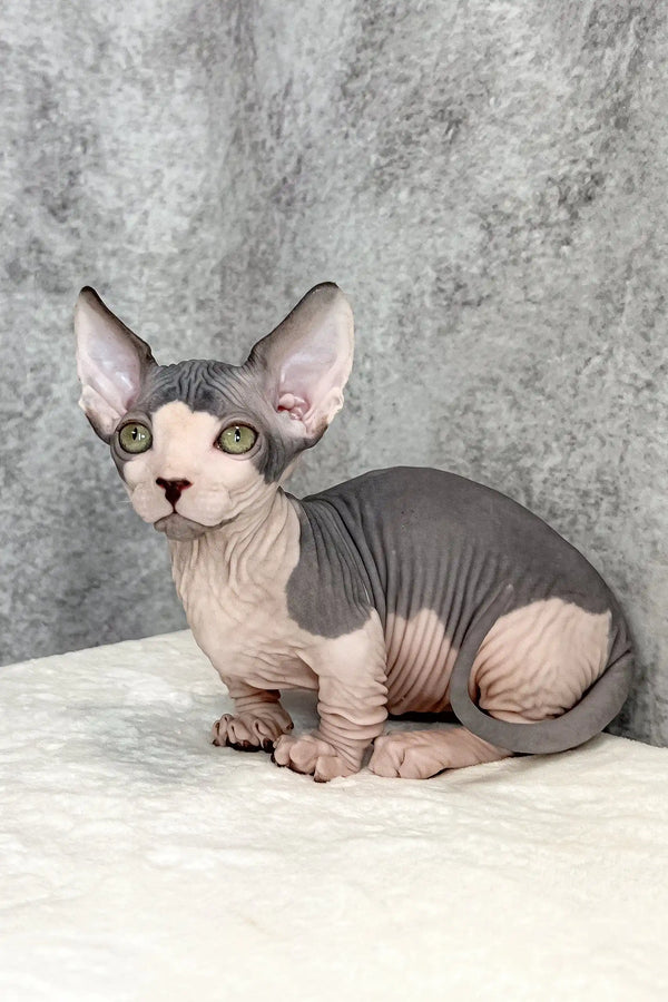 Mook | bambino kitten