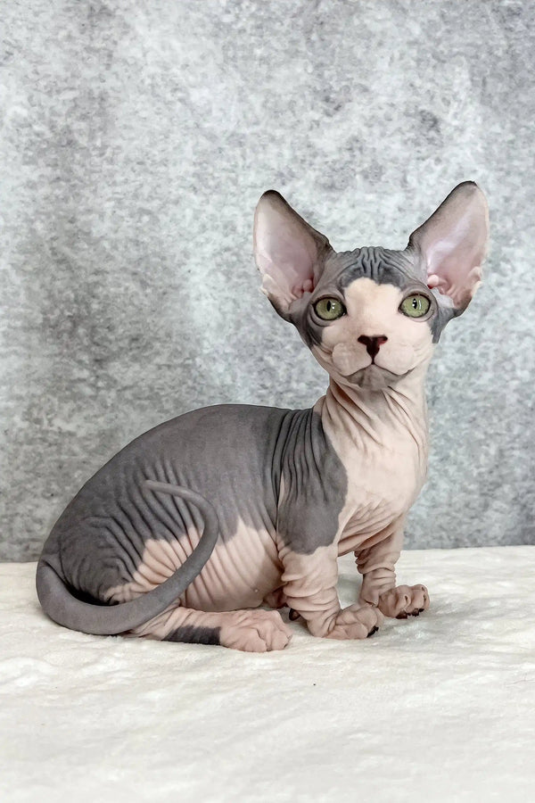 Mook | bambino kitten
