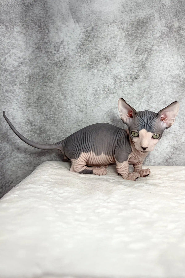 Mook | bambino kitten