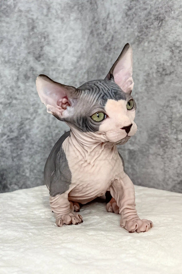 Mook | bambino kitten