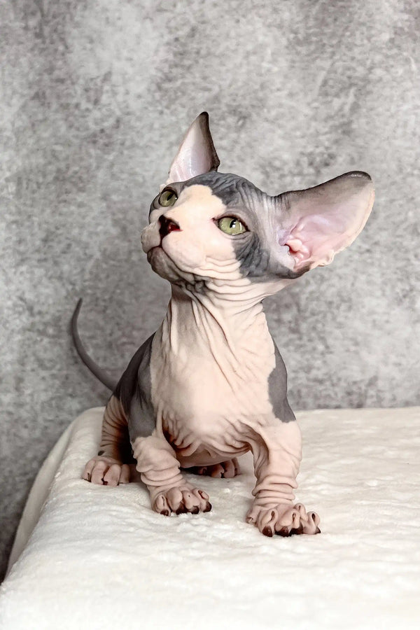 Mook | bambino kitten