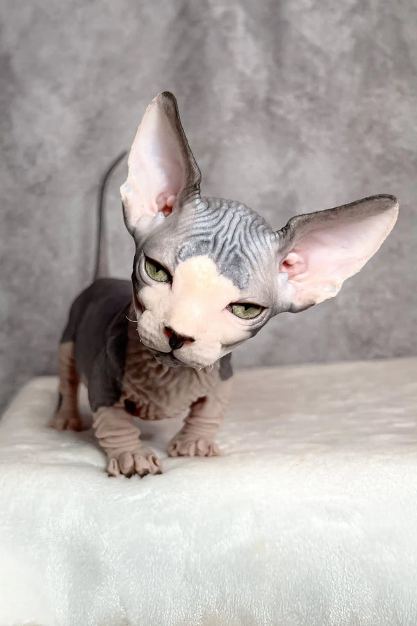 Mook | bambino kitten