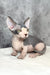 Mook | bambino kitten