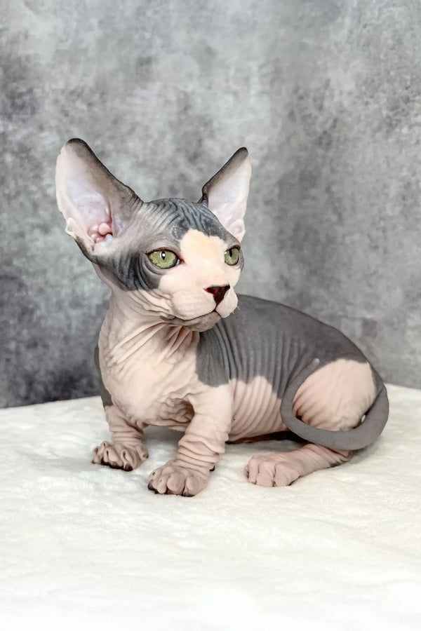 Mook | bambino kitten