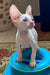 Moor | cornish rex kitten