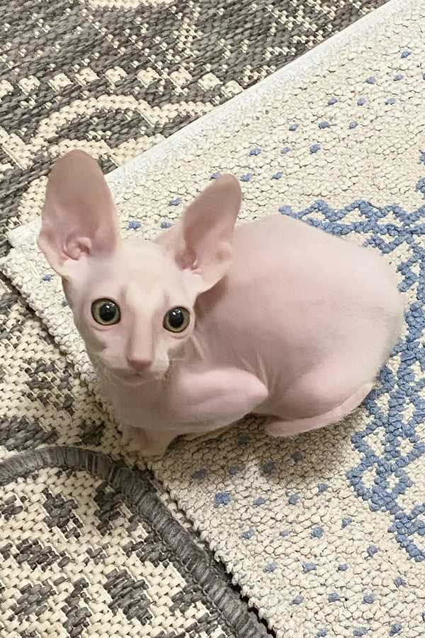 Moor | cornish rex kitten
