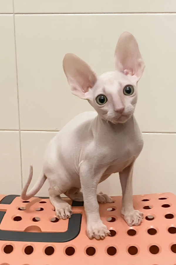Moor | cornish rex kitten
