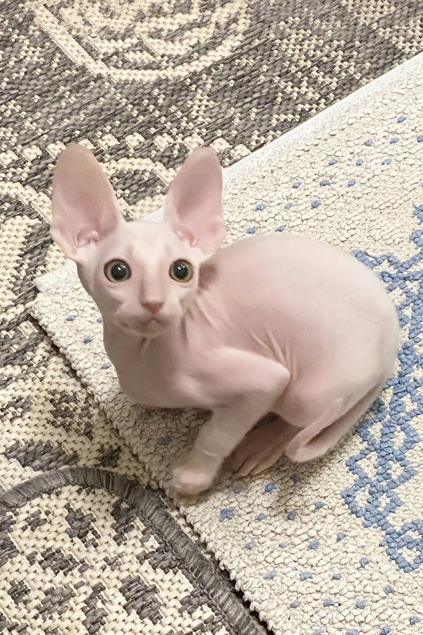 Moor | cornish rex kitten