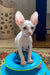 Moor | cornish rex kitten