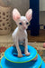 Moor | cornish rex kitten