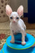 Moor | cornish rex kitten
