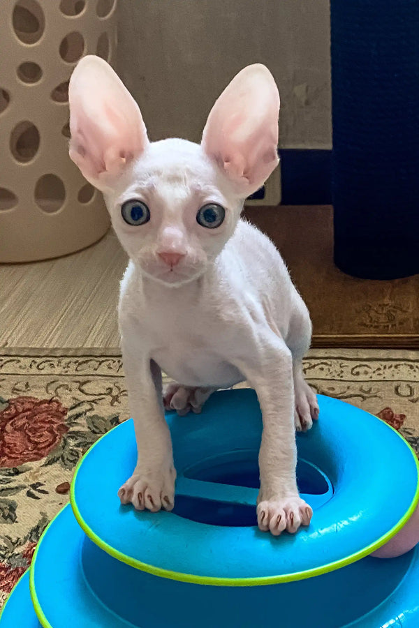 Moor | cornish rex kitten