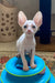 Moor | cornish rex kitten