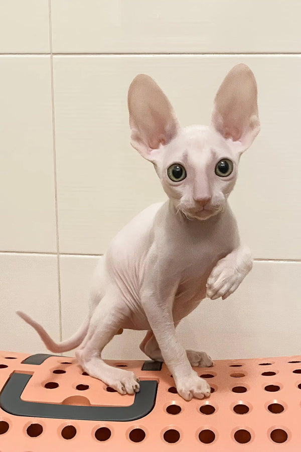 Moor | cornish rex kitten