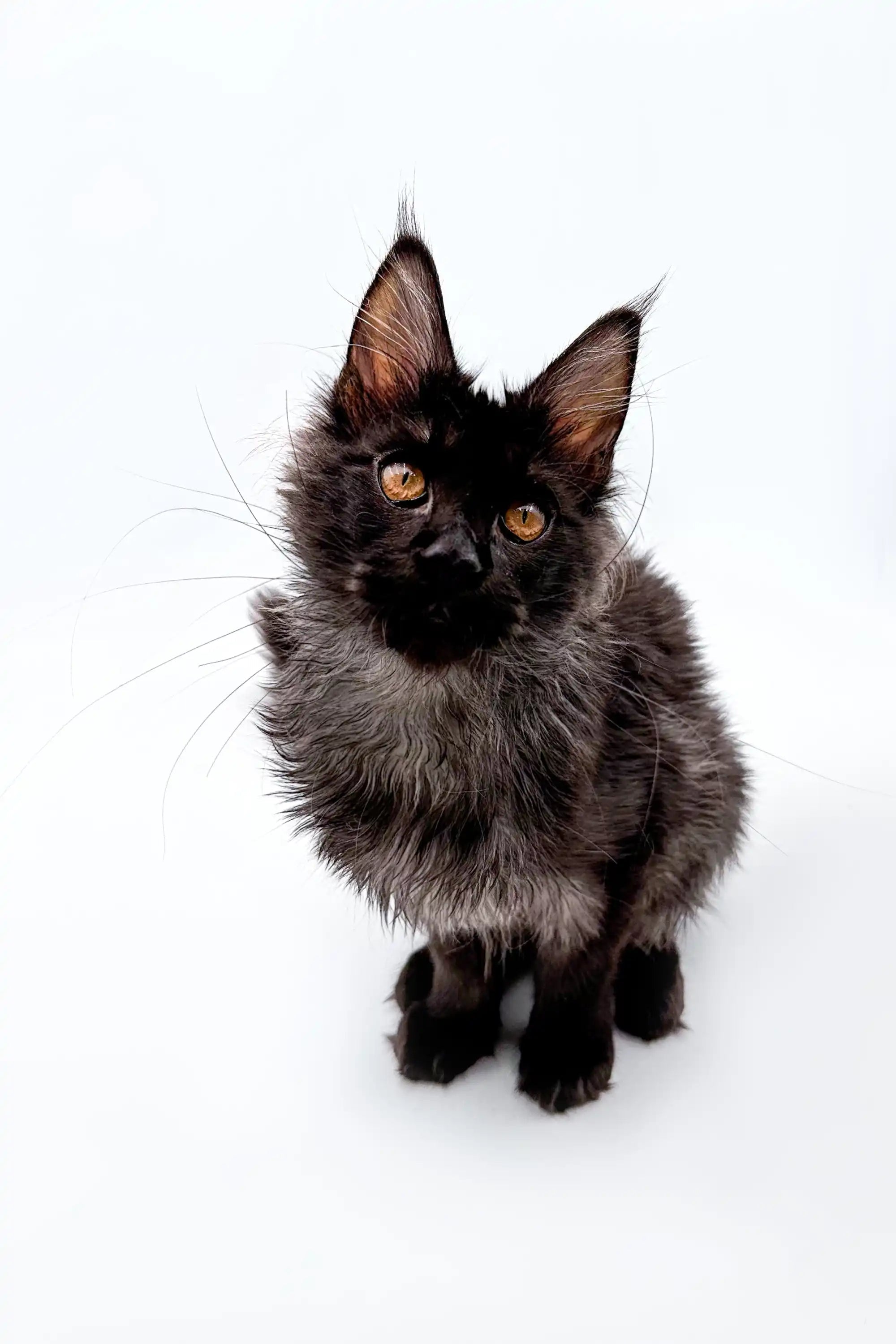 AVADA - Best Sellers Moose | Maine Coon Kitten