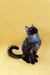 Fluffy Maine Coon kitten sitting upright, black with a white chest, looking up