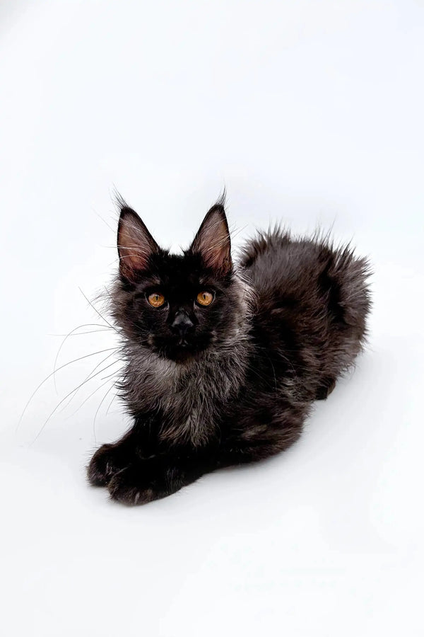 Fluffy black Maine Coon kitten Moose with stunning amber eyes looking adorable