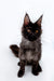 Black Maine Coon kitten with cute pointed ears and fluffy fur, perfect little coon kitten