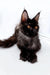 Black Maine Coon kitten with ear tufts and amber eyes, perfect for any Coon kitten lover