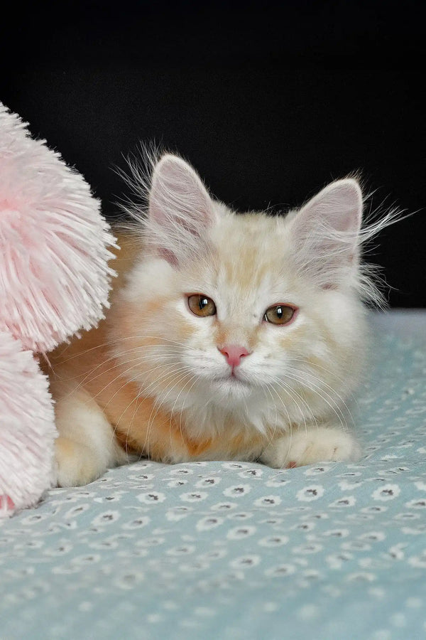 Moris | siberian kitten