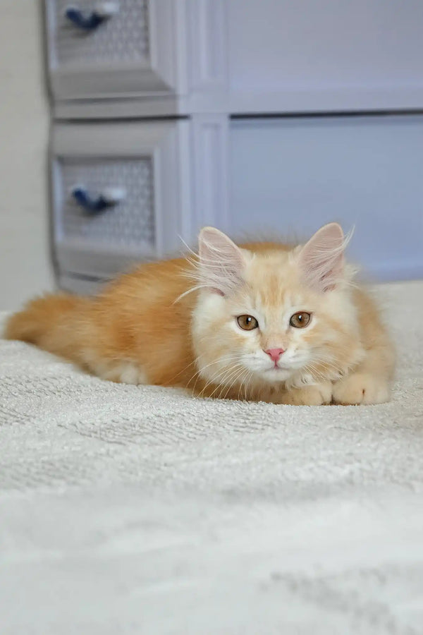 Moris | siberian kitten