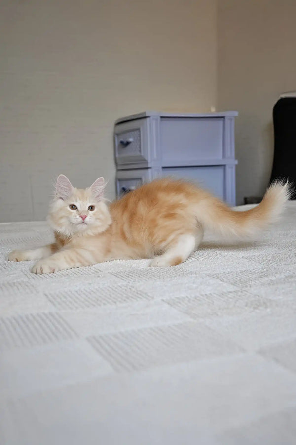 Moris | siberian kitten