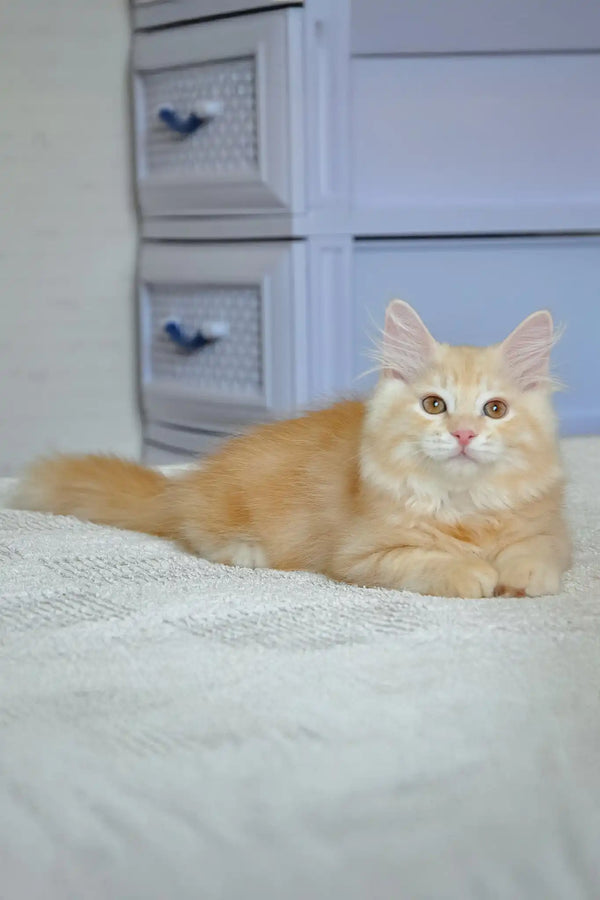 Moris | siberian kitten