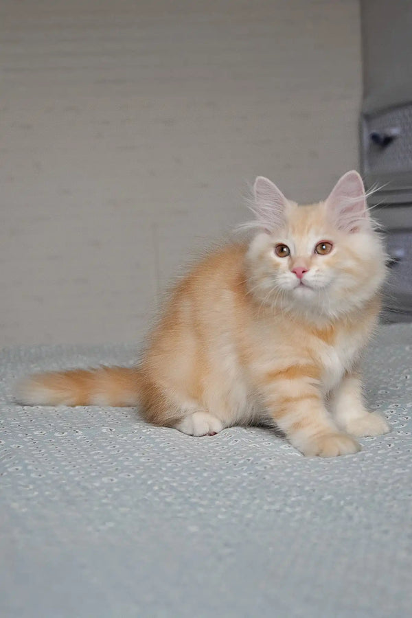 Moris | siberian kitten