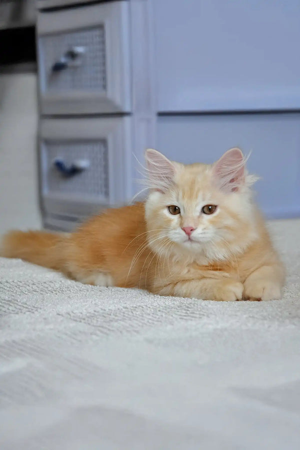 Moris | siberian kitten