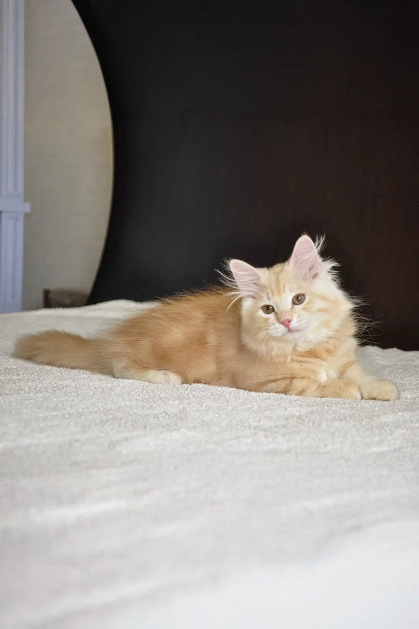 Moris | siberian kitten