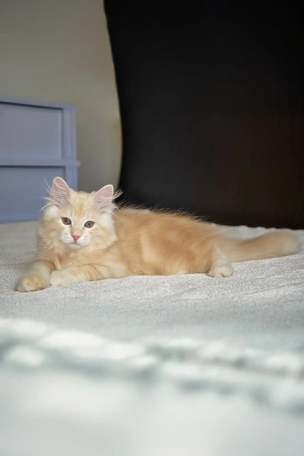 Moris | siberian kitten