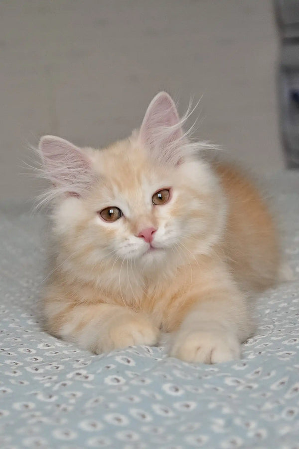 Moris | siberian kitten