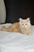 Moris | siberian kitten