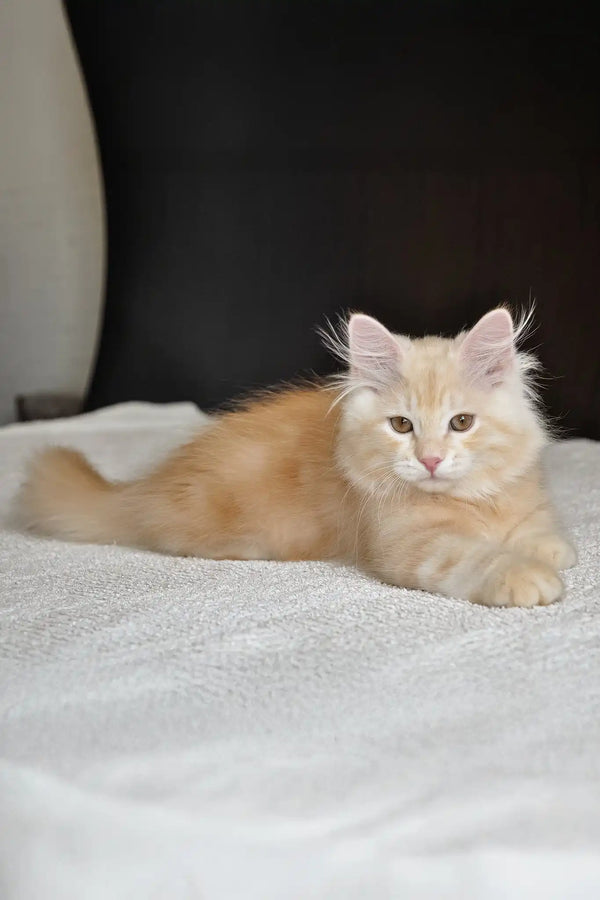 Moris | siberian kitten
