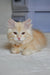 Moris | siberian kitten