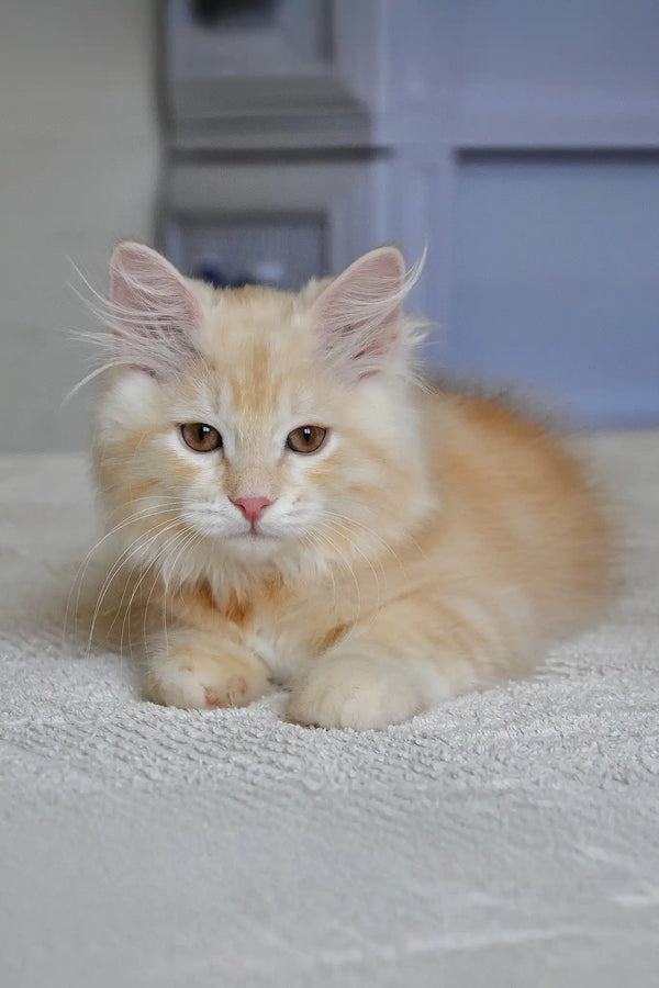 Moris | siberian kitten