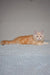 Moris | siberian kitten