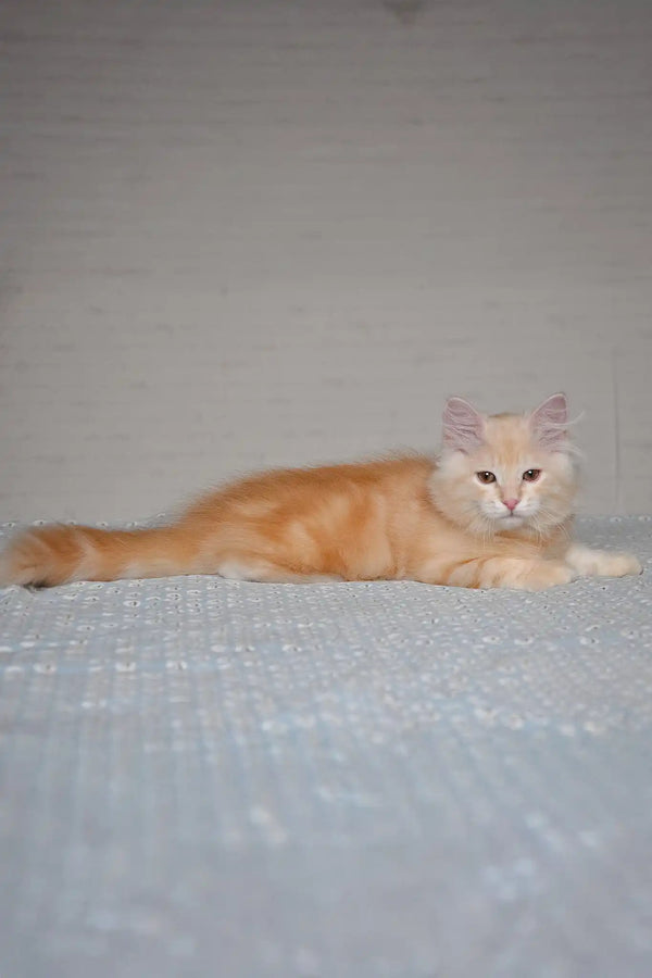 Moris | siberian kitten