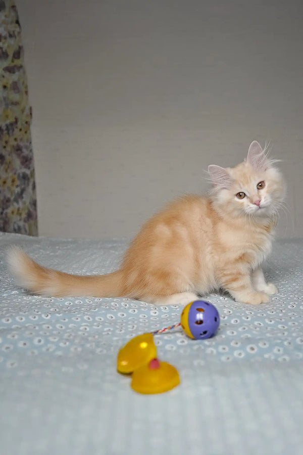 Moris | siberian kitten