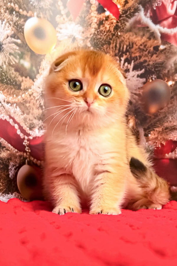 Adorable Scottish Fold kitten Morty with golden fur and big round eyes