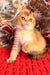 Fluffy golden Scottish Fold kitten Morty with green eyes on a cozy red knit surface