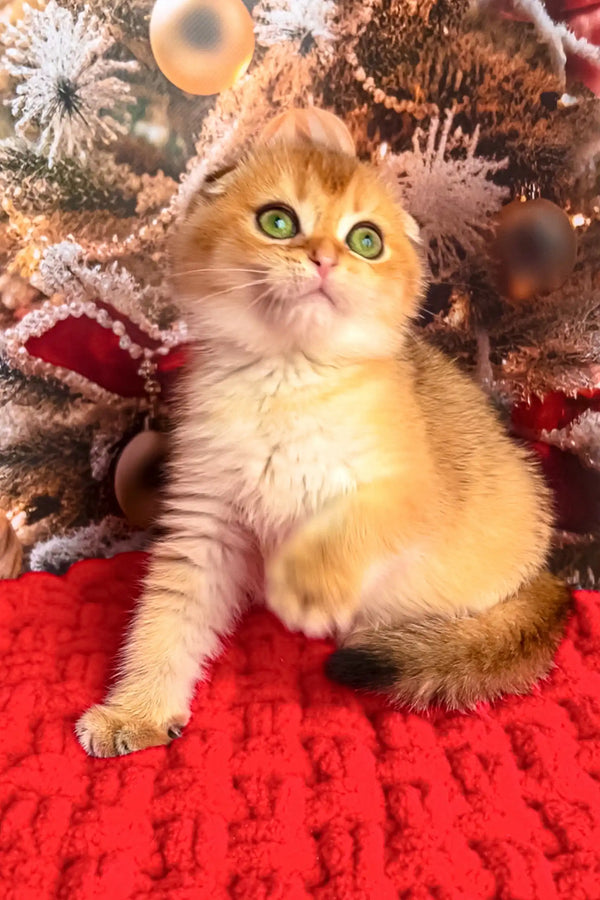 Fluffy golden Scottish Fold kitten Morty with green eyes on a cozy red knit surface