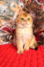 Fluffy orange Scottish Fold kitten Morty with green eyes on a red surface