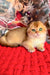 Golden British Shorthair cat with green eyes on a cozy red blanket in Morty product