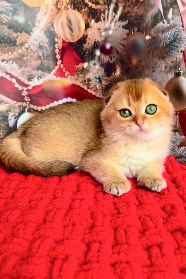 Golden British Shorthair cat with green eyes on a cozy red blanket in Morty product
